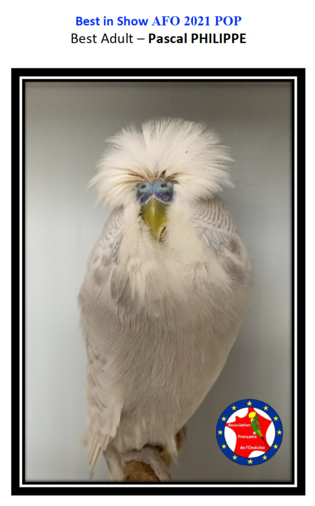 Best Adult – Pascal PHILIPPE