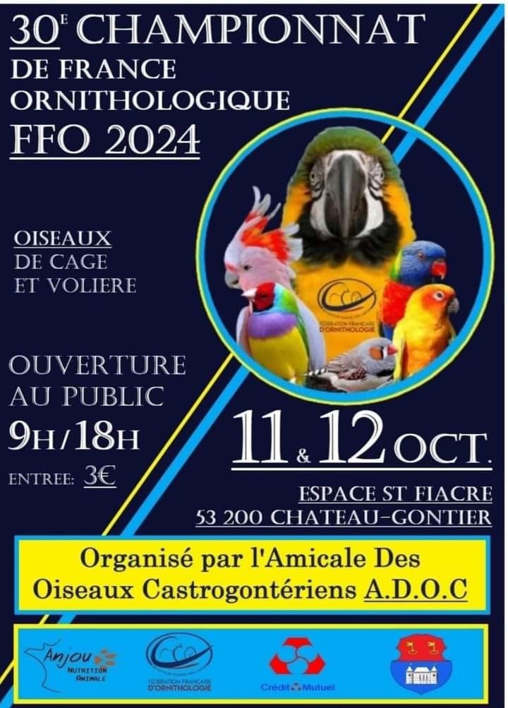 FFO 2024