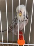 babyshow bird
